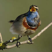 Bluethroat