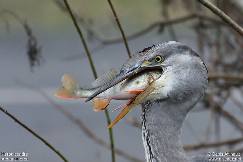 Grey Heronadult