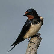 Barn Swallow