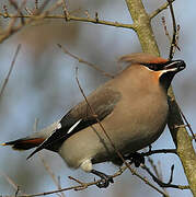 Bohemian Waxwing