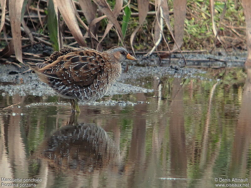 Spotted Crake