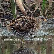 Spotted Crake