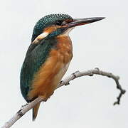 Common Kingfisher