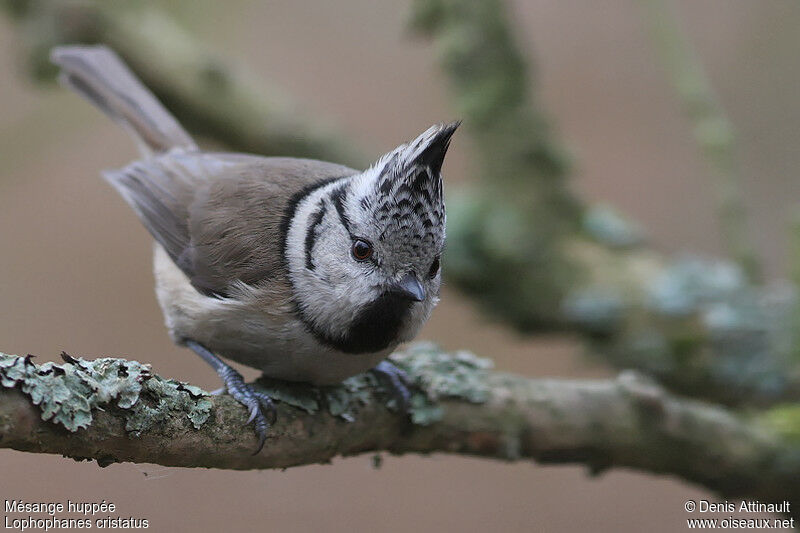 European Crested Tit