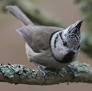 Mésange huppée