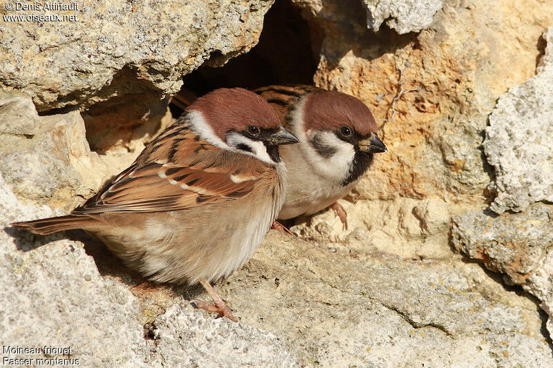 Moineau friquet