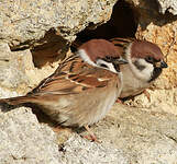 Moineau friquet