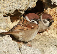 Eurasian Tree Sparrow