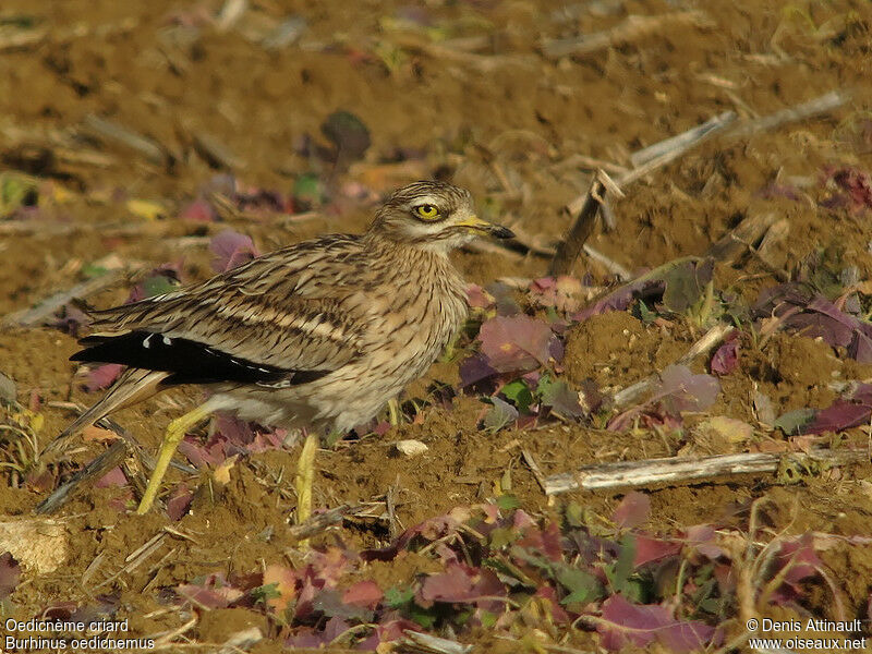 Eurasian Stone-curlew