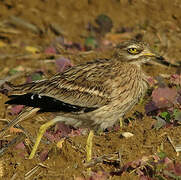 Eurasian Stone-curlew