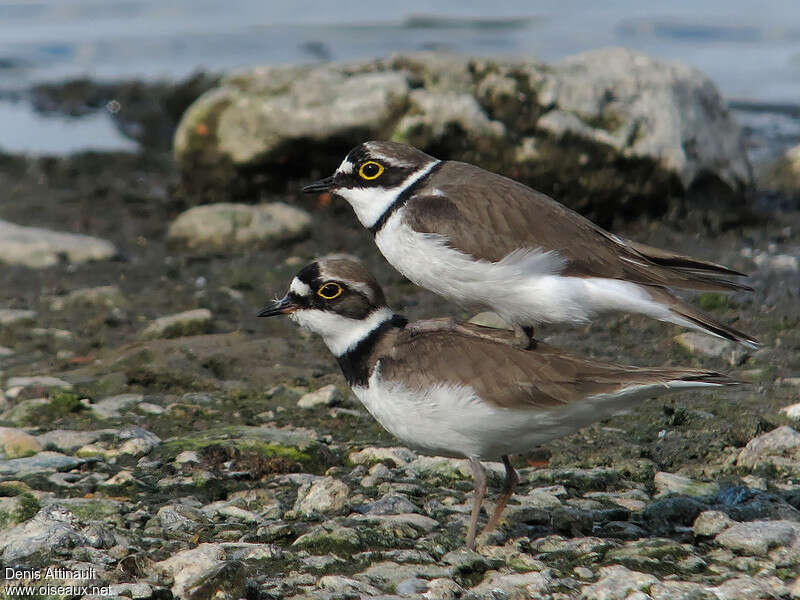 Little Ringed Ploveradult breeding, pigmentation, mating.