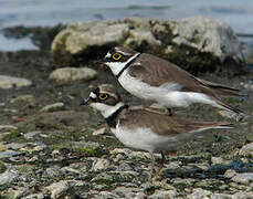 Little Ringed Plover