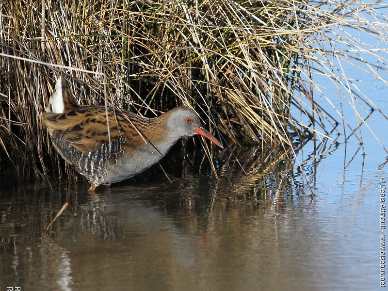 Water Rail