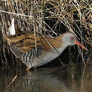 Water Rail