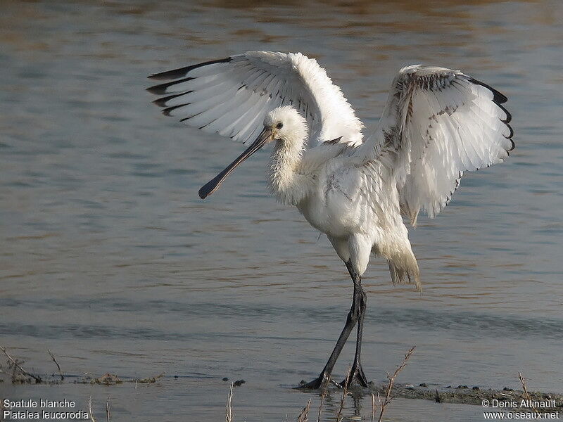 Eurasian Spoonbilljuvenile