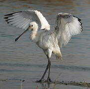 Eurasian Spoonbill