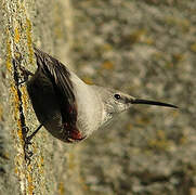 Wallcreeper