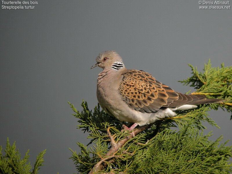 European Turtle Doveadult