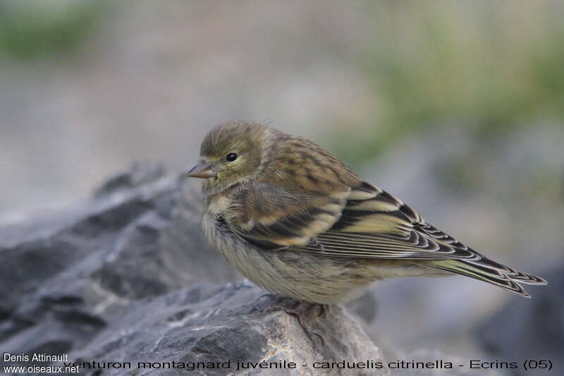 Citril Finchjuvenile, identification