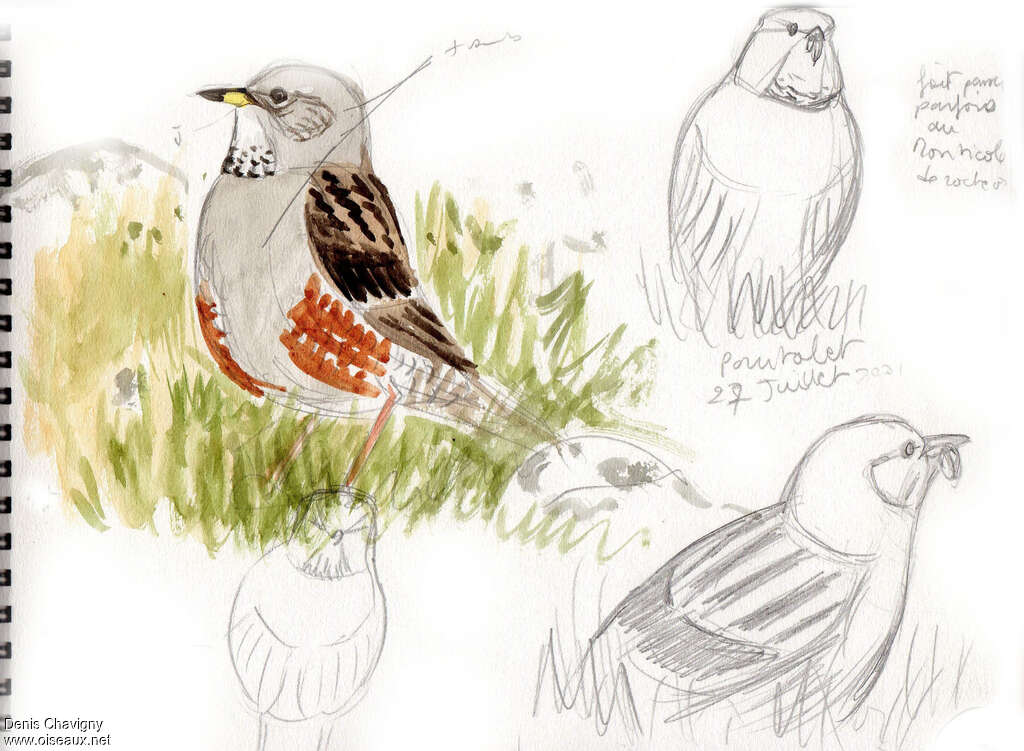 Alpine Accentor