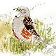 Alpine Accentor