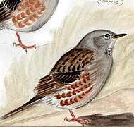 Alpine Accentor