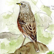 Alpine Accentor