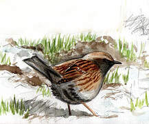 Dunnock