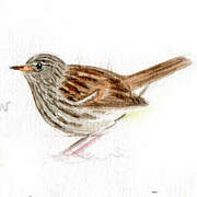 Dunnock