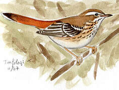 White-browed Scrub Robin