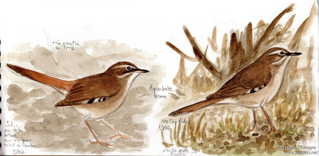 Brown Scrub Robin