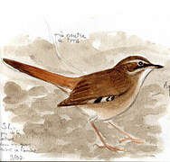 Brown Scrub Robin