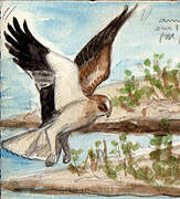 Booted Eagle