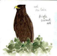 Aigle criard