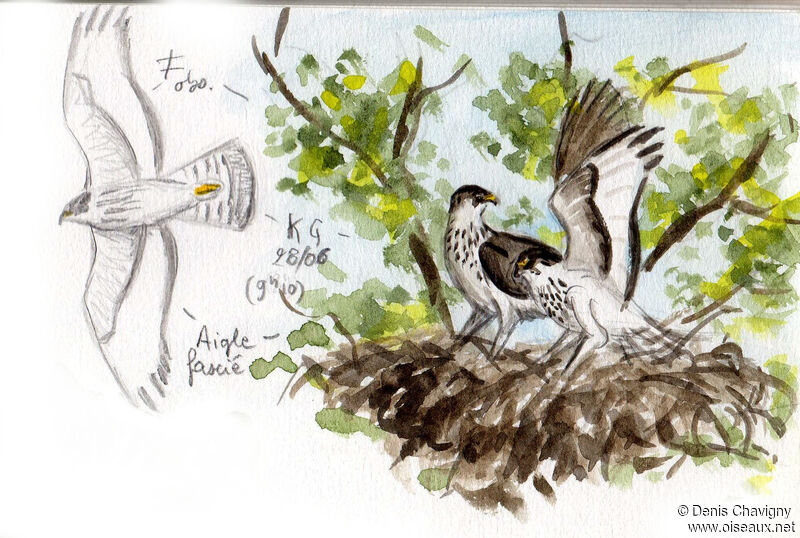 African Hawk-Eagleadult, habitat, Reproduction-nesting