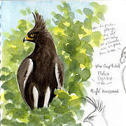 Long-crested Eagle