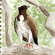 Martial Eagle