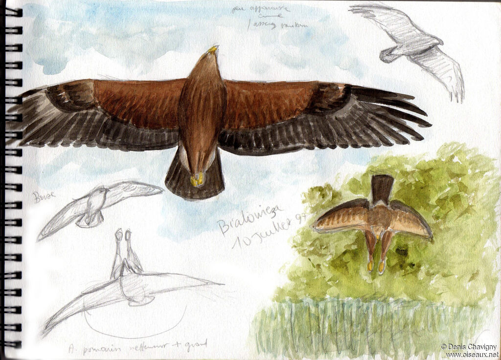 Lesser Spotted Eagle, Flight, fishing/hunting