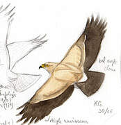 Tawny Eagle