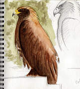 Golden Eagle