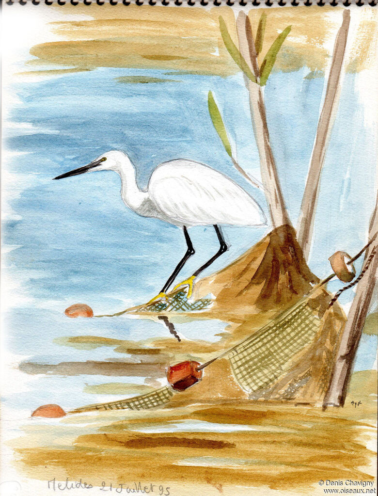 Aigrette garzette, identification