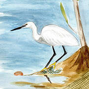 Little Egret