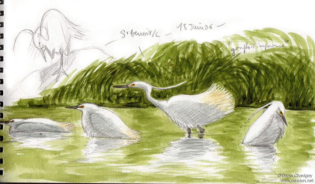 Aigrette garzette, habitat, soins