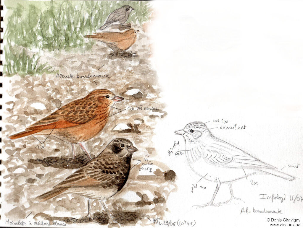 Flappet Lark, habitat