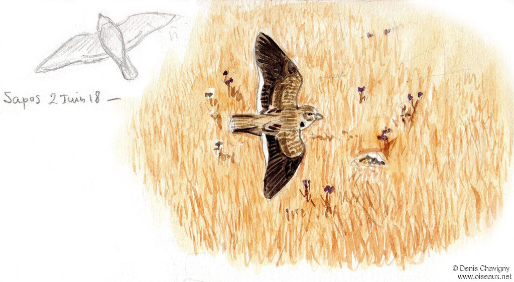 Alouette calandreadulte, identification, Vol