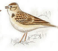 Greater Short-toed Lark