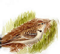 Greater Short-toed Lark