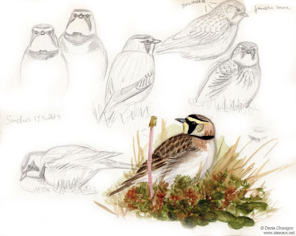 Horned Lark, habitat