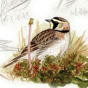 Horned Lark