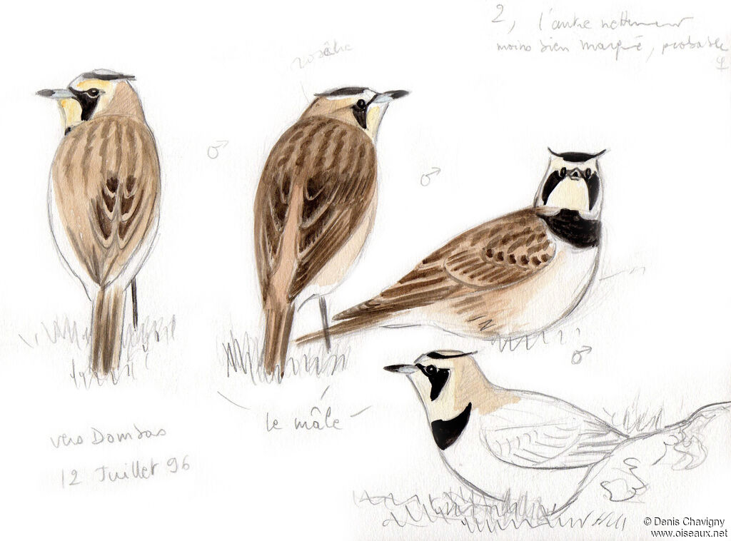 Horned Lark male adult breeding